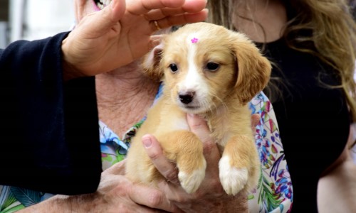 Resende promove segunda feira de adoção de cães e gatos